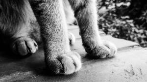 Her Little Paws. © Photograph by Nafeesa Binte Aziz. All rights reserved.
