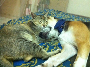 Me and my Brother Pup Brownie. Sleeping. I love my Brother. © Photograph by Nafeesa Binte Aziz. All rights reserved.